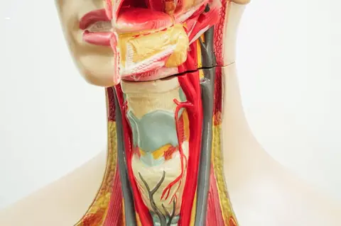 Anatomie anale : clès pour plaisir et sécurité