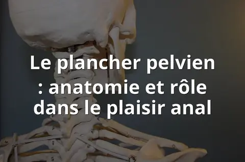 Le plancher pelvien : anatomie et rôle dans le plaisir anal